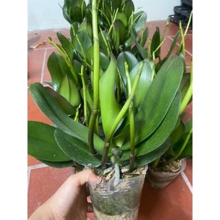 Hoa lan hồ điệp hoa đại cốc 3.5 sẵn 1-2 ngồng