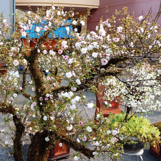 Cây Nhất Chi Mai Hoa Trắng Đã Có Hoa Cao 70cm lz5 LOẠI 01