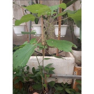 Cây giống Lá gai làm bánh