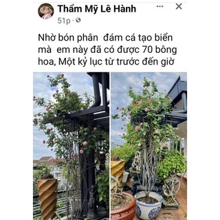 ĐẠM CÁ TẢO BIỂN NHẬT BẢN