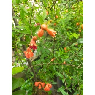 cây lựu thái đang có hoa cao 40-50cm
