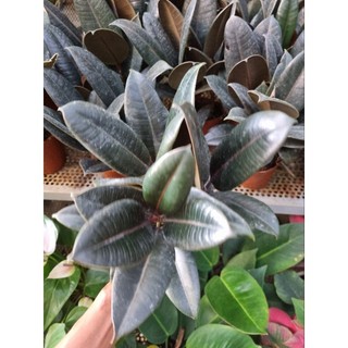 Cây đa búp đỏ ( chậu 3 thân  )