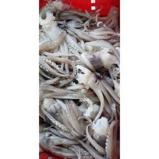 ĐẦU MỰC ỐNG khay 1kg( giao hỏa tốc)