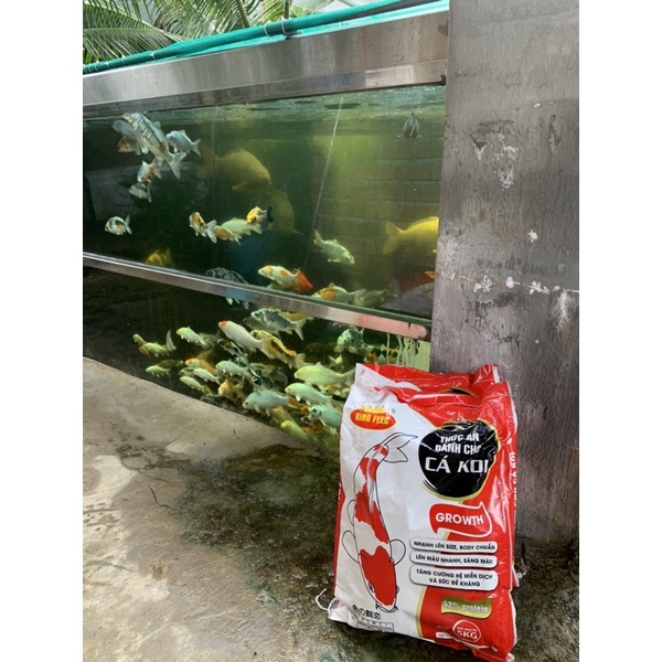 Thức ăn cá Koi KINGFEED bao 5kg giá rẻ tăng trưởng tăng màu