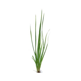 Cyperus Helferi - Cỏ Narong - Cây Thuỷ Sinh