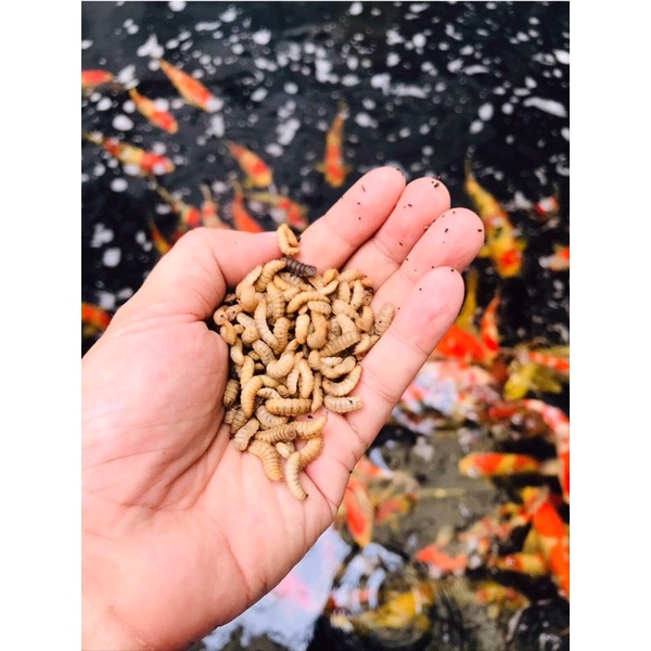 Sâu sấy khô cho Hamster, cá koi cá rồng, chim