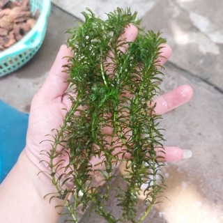 Rong đuôi chó 7 nhánh trang trí bể cá