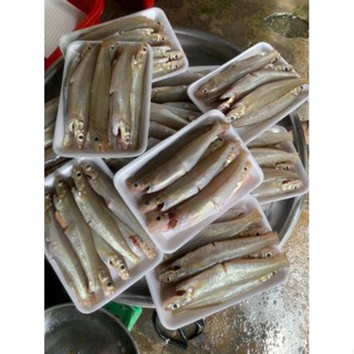 Cá bống biển đục bự làm sạch -0.45kg/khay