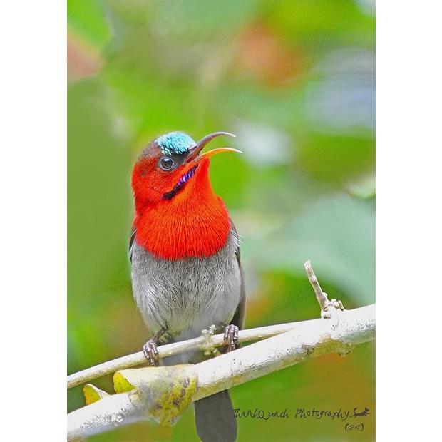 3 gói Cám Chim Hút Mật Cường Phạm - Cám Dưỡng số 1