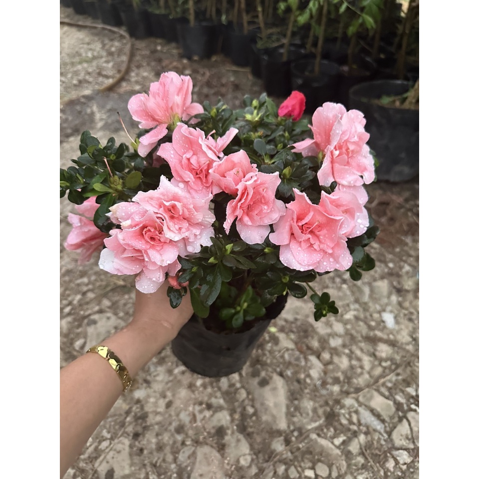 CÂY HOA ĐỖ QUYÊN BONSAI SẴN HOA MÀU HỒNG VÀ ĐỎ CHƠI TẾT