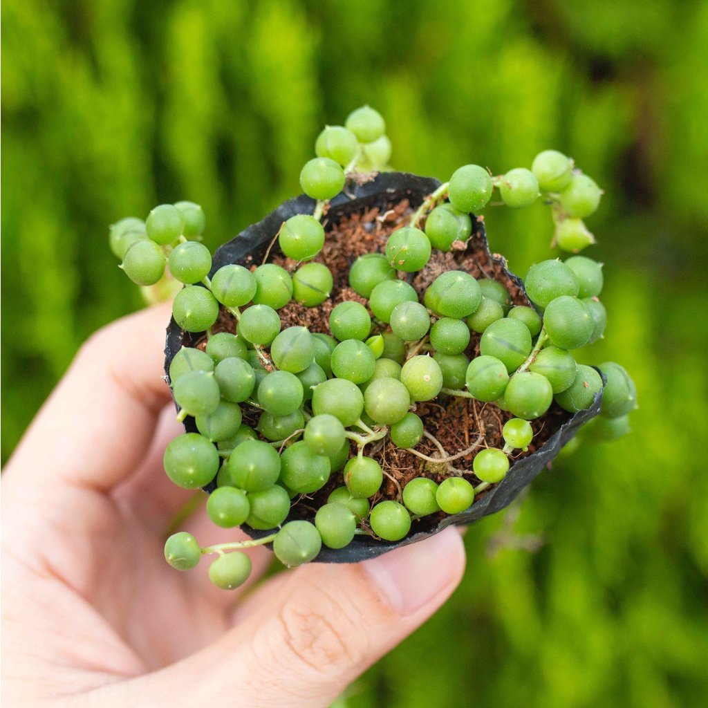 Sen đá giọt nước cỡ nhỏ 5-7cm - Vườn sen đá