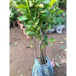 Cây Giống Hồng trứng đà Lạt ( Cây giống ghép trái sớm)
