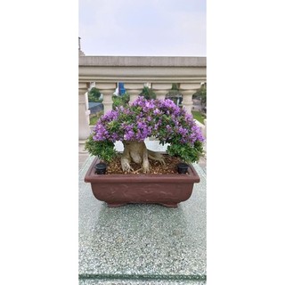 100 Giỏ đựng phân tan chậm