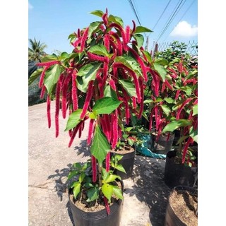 Cây giống hoa tai tượng đuôi chồn
