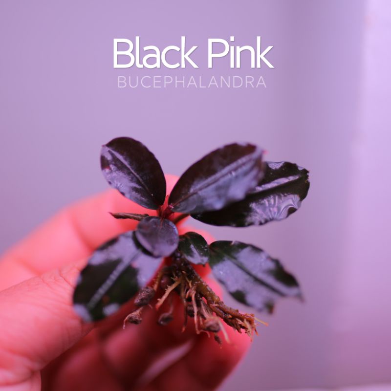 Bucep Black Pink | Cây thủy sinh lá hồng đậm | hàng ngọn | lá cạn
