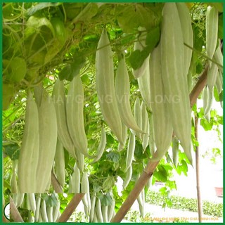 2Gram Hạt giống khổ qua tây ( Khổ qua tây trắng )