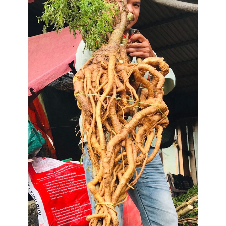 nguyên củ đinh lăng tươi 5kg