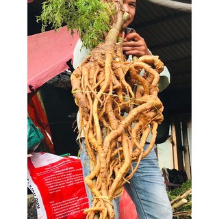 Nguyên củ đinh lăng tươi 5kg