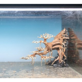Bonsai thủy sinh dáng thác đổ