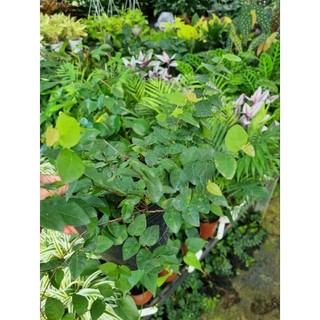 Cây thằng lằn leo tường (cây vảy ốc)