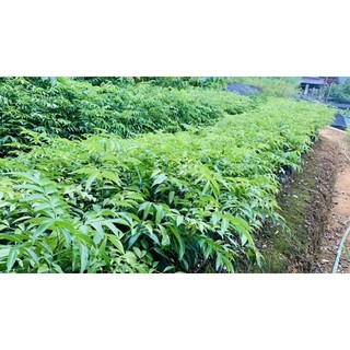 cây mắc mật (móc mật,…) giống 30cm -40cm