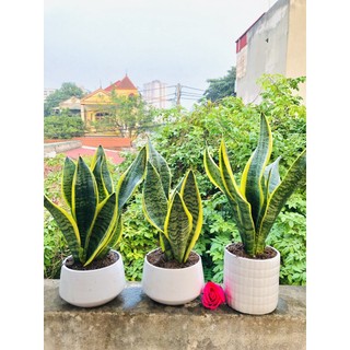 Cây lưỡi hổ để bàn làm việc-cây lưỡi hổ thái để bàn -cây lưỡi hổ viền vàng lọc không khí trang trí nội thất