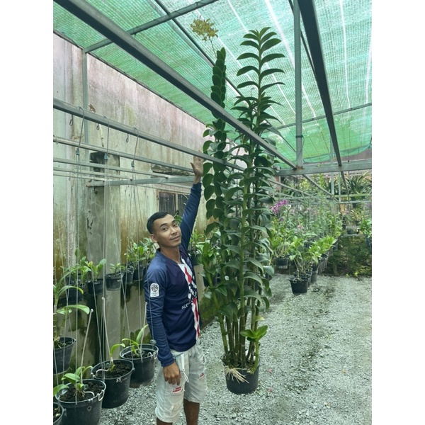 GE Nha Đam - Phân Bón Hữu Cơ - Chai 500ml