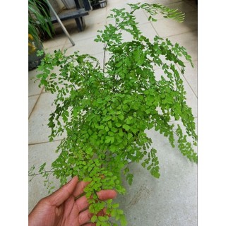 Cây tóc thần vệ nữ -Adiantum capillus-veneris