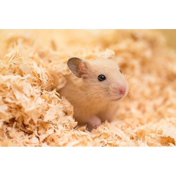 Mùn cưa gỗ Thông mùn thơm tự nhiên lót chuồng cho hamster , nhím , sóc