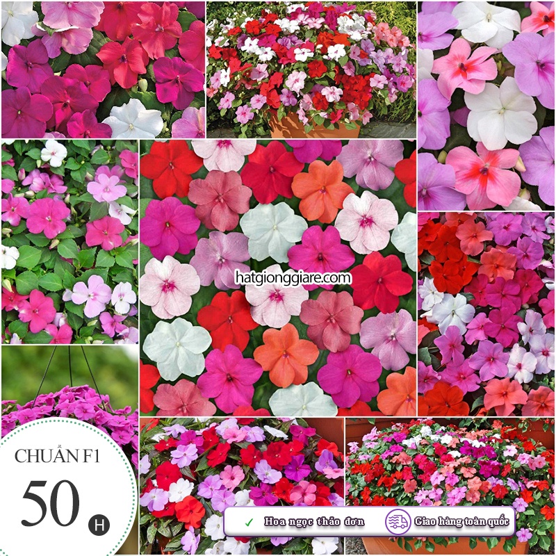 Hạt giống Hoa Ngọc Thảo ( Hoa Mai Địa Thảo ) Đơn Mix màu - 50 hạt