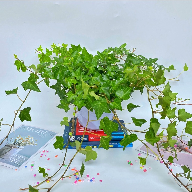 Cây thường xuân  trồng chậu treo, cây cực nhiều nhánh lá xanh tươi quanh năm và dễ chăm sóc