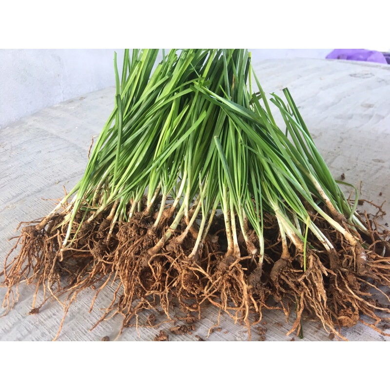 Gốc hẹ lá nhỏ chuẩn 100% (110 gốc)