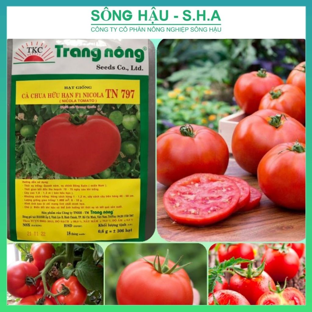 Hạt giống cà chua chùm quả to đỏ hữu hạn Trang Nông chịu nhiệt, năng suất trồng bốn mùa, kháng sâu bệnh hơn 300 hạt