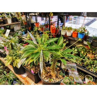 Hạt cây Mặt Trời Ho.3 Dorstenia Horwoodii
