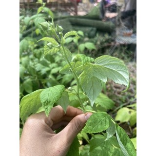 Cây mâm xôi (phúc bồn tử)