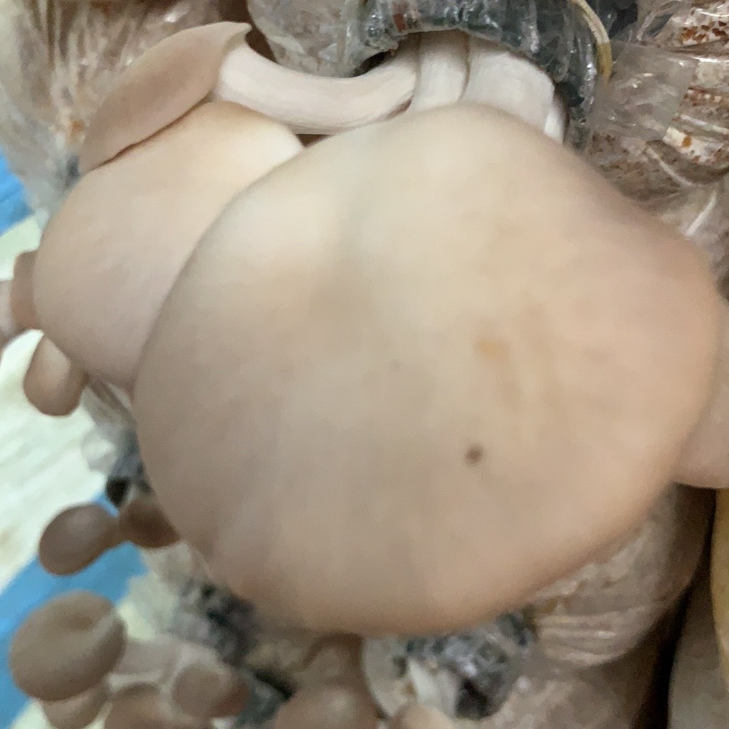 Phôi nấm Bào ngư