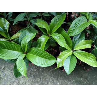 Cây giống mận điều đỏ ( cao 20 - 40cm )