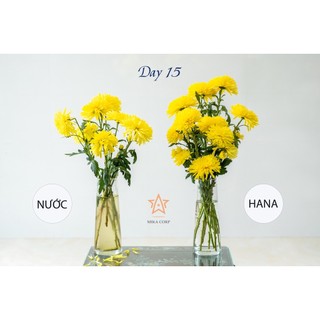 Nước dưỡng hoa Hana 100ml (Pha cho 1 lít nước)