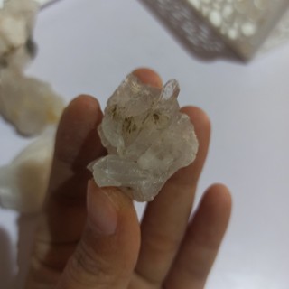 01 Cụm mầm trắng mini tự do
