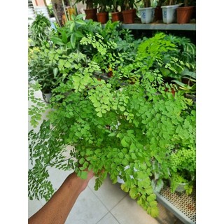 Cây tóc thần vệ nữ -Adiantum capillus-veneris