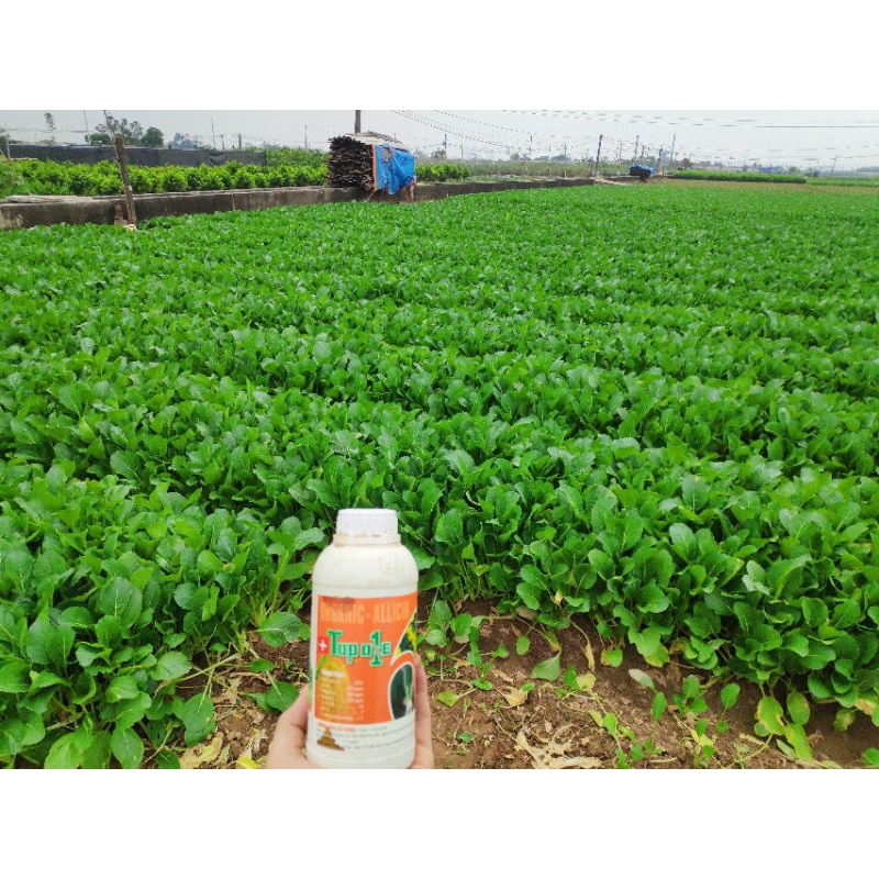 PHÂN BÓN HỮU CƠ TOPON