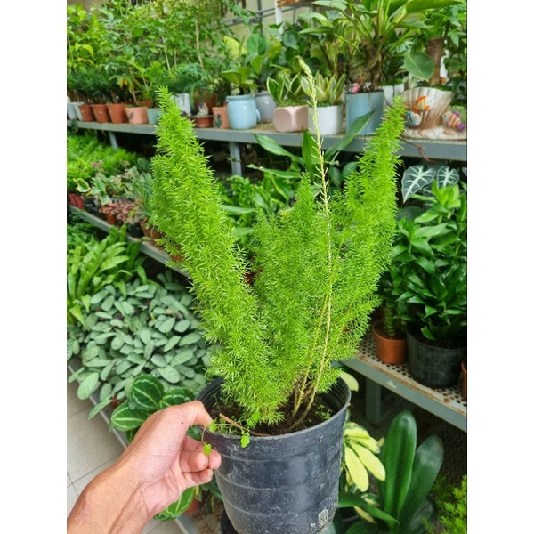 Chậu cây đuôi chồn