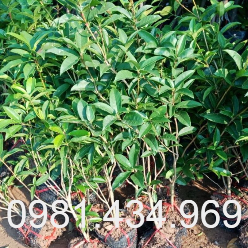 Cây Mộc Hương Ta Trưởng Thành 70cm Hoa Thơm Phức