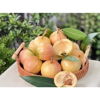 Cây giống mận lý