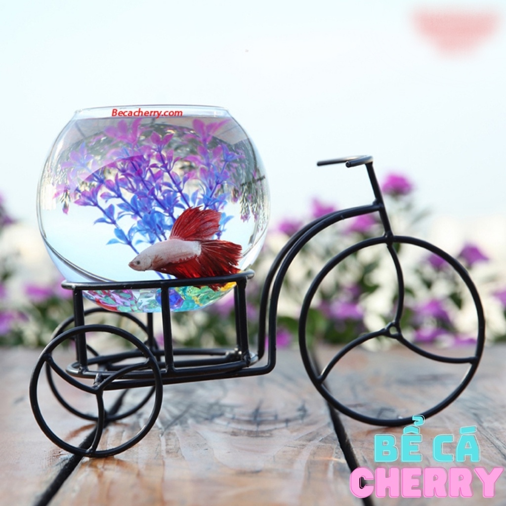 Bể cá cảnh mini xe đạp 79 ( Tặng kèm combo 03 phụ kiện trang trí )