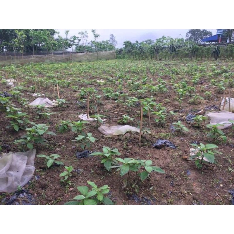 Chè khổng lồ chăn nuôi gia cầm gia súc