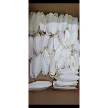 mai mực khô 1kg , 0,5kg , size 16cm - 22cm