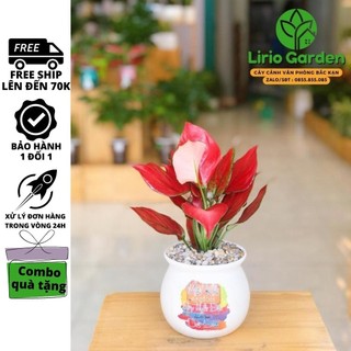 [ Quà Tặng Kèm ] Cây hồng lộc , vạn lộc