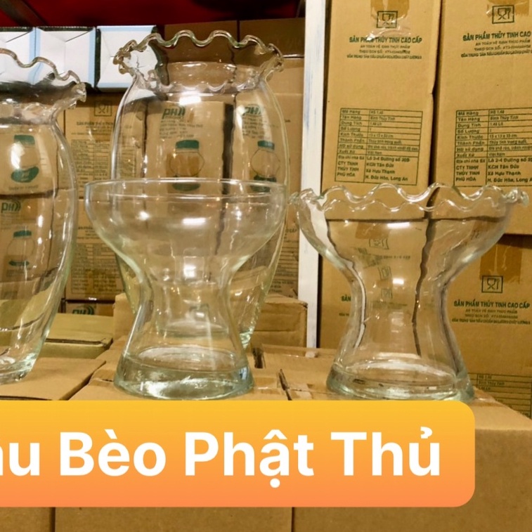 Mẫu Phật Thủ, Phật Thủ Bèo - Bầu Bèo, Thố, Chân Ly , Chậu , Bễ , Hồ Thủy Tinh Trồng Cây Thủy Sinh Và Nuôi Cá