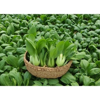 Hạt giống cải chíp túi 20gr